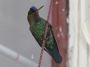 CostaRica06 - 189 * Fiery-throated Hummingbird